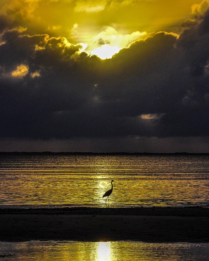 Sunset Photograph - Sun Bird by Karen Regan