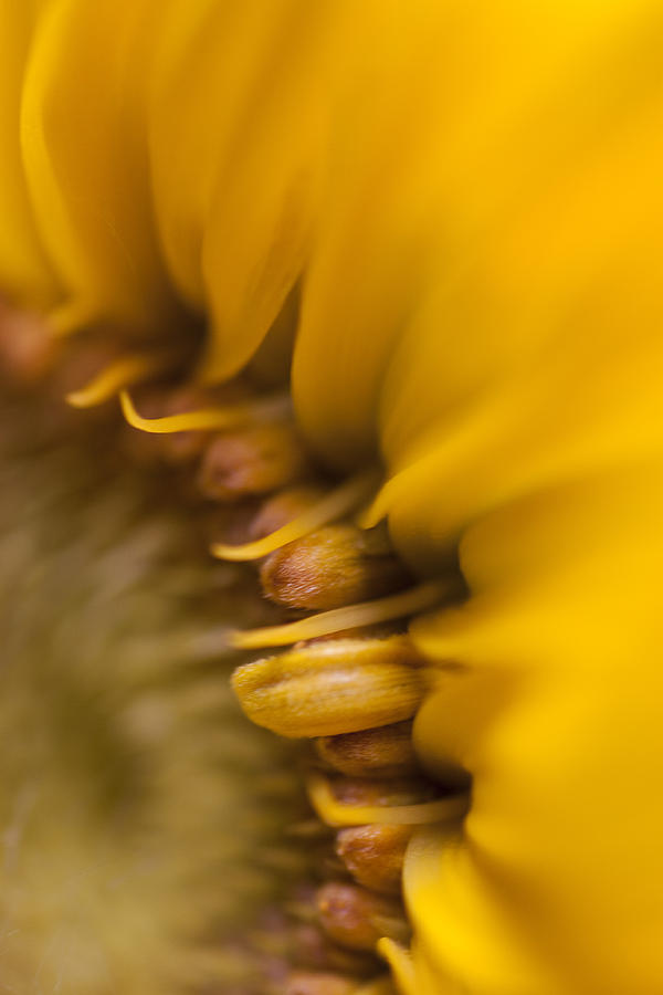 Sunflower Photograph - Sun Blur by Sue OConnor