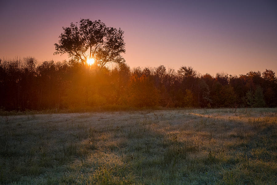 Buffalo Photograph - Sun breaks through an Oak by Chris Bordeleau