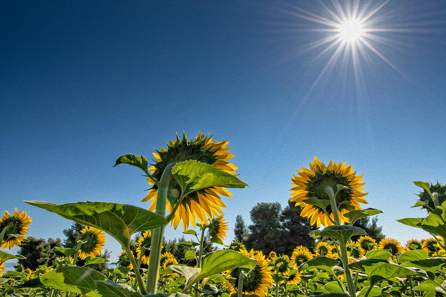 Sun Burst and Sunflowers Digital Art by Roy Pedersen