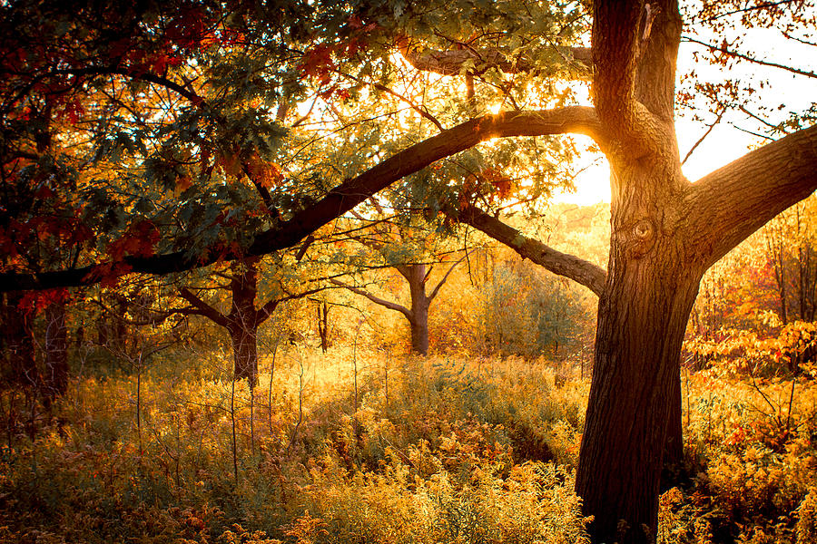 Autumn Photograph - Sun Burst by Milan Kalkan Autumn Photograph - Sun Burst by Milan Kalkan