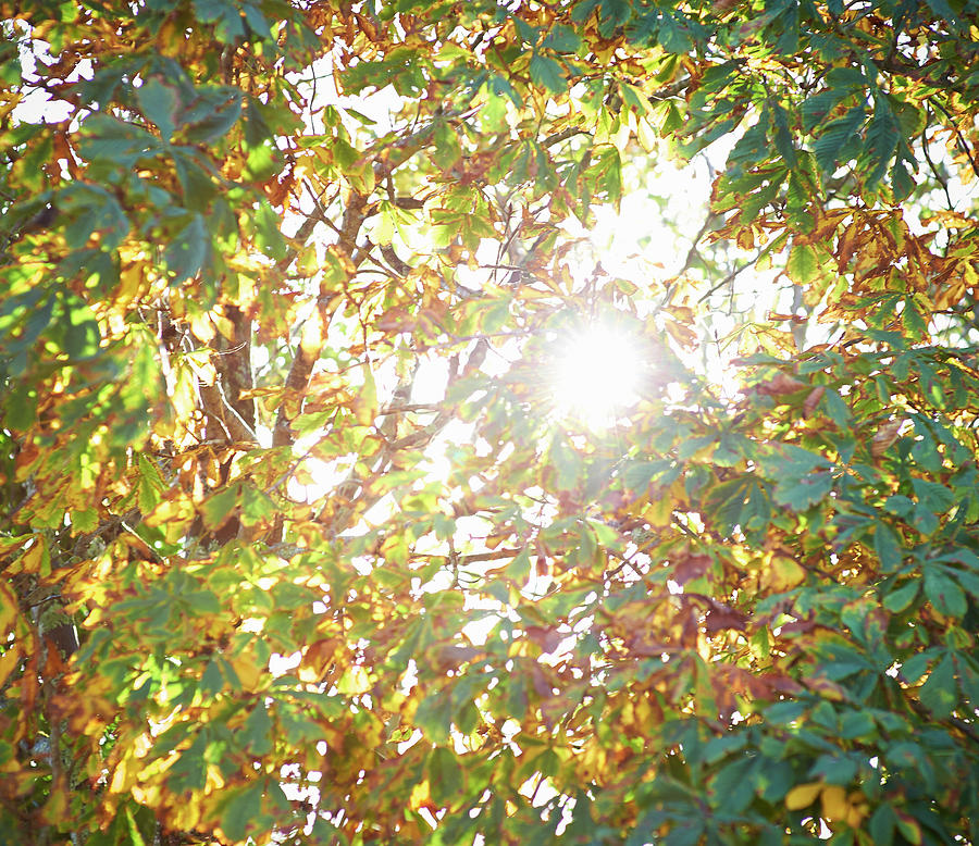 Sun Burst Through Autumn Leaves Photograph by Dougal Waters Sun Burst Through Autumn Leaves Photograph by Dougal Waters