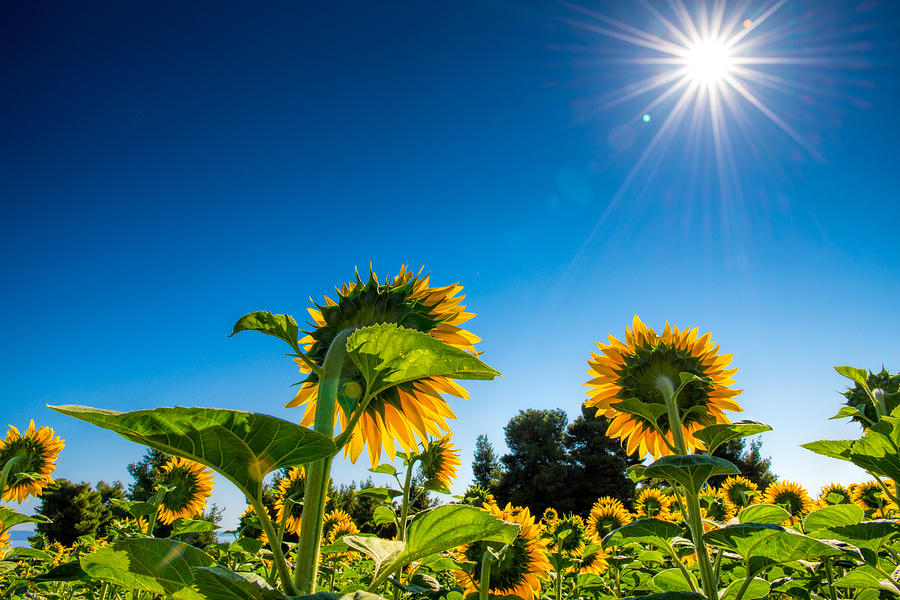 Sun Burst with Sunflowers 2  Photograph by Roy Pedersen