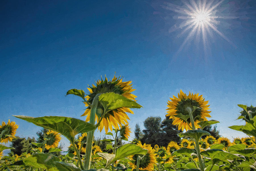Sun Burst with Sunflowers 3 Digital Art by Roy Pedersen