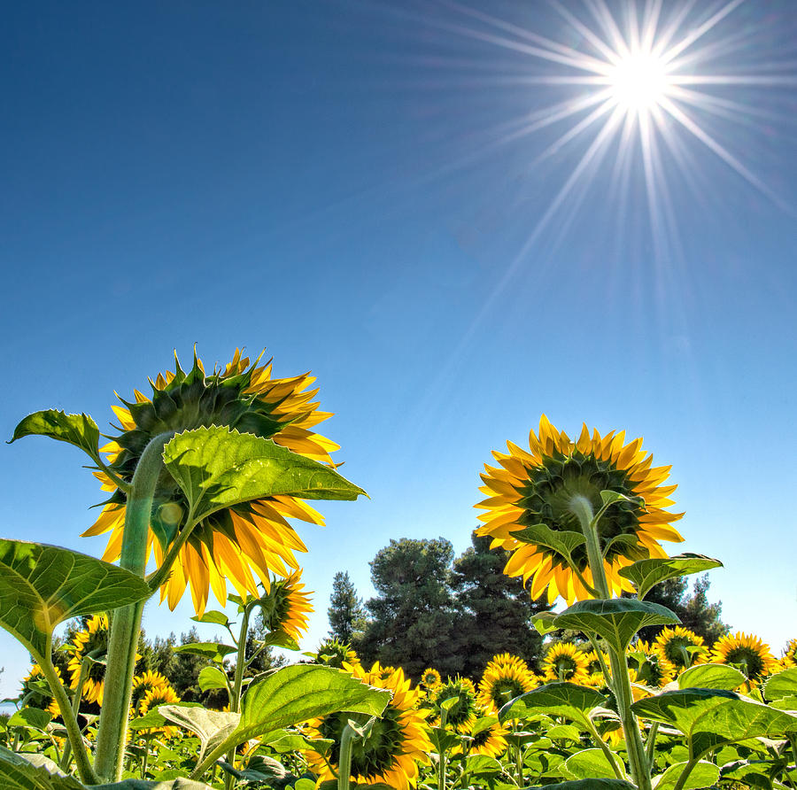 Sun Burst with Sunflowers Photograph by Roy Pedersen