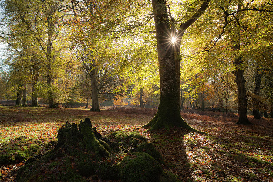 Sun Bursting Through Autumnal Trees Photograph by Travelpix Ltd