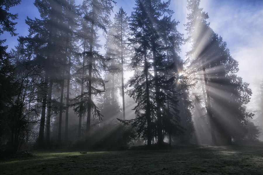 Sun bursts in the rain forest, Vancouver, Canada Photograph by LeonU
