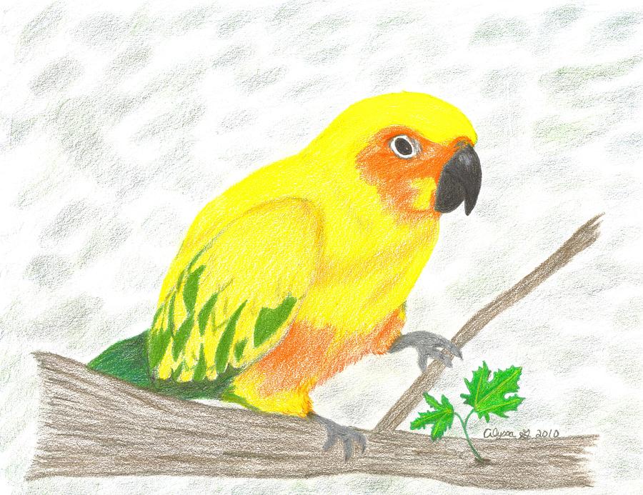 Sun Conure Drawing By Alyssa Glosson,What Is A Pergola With A Roof Called