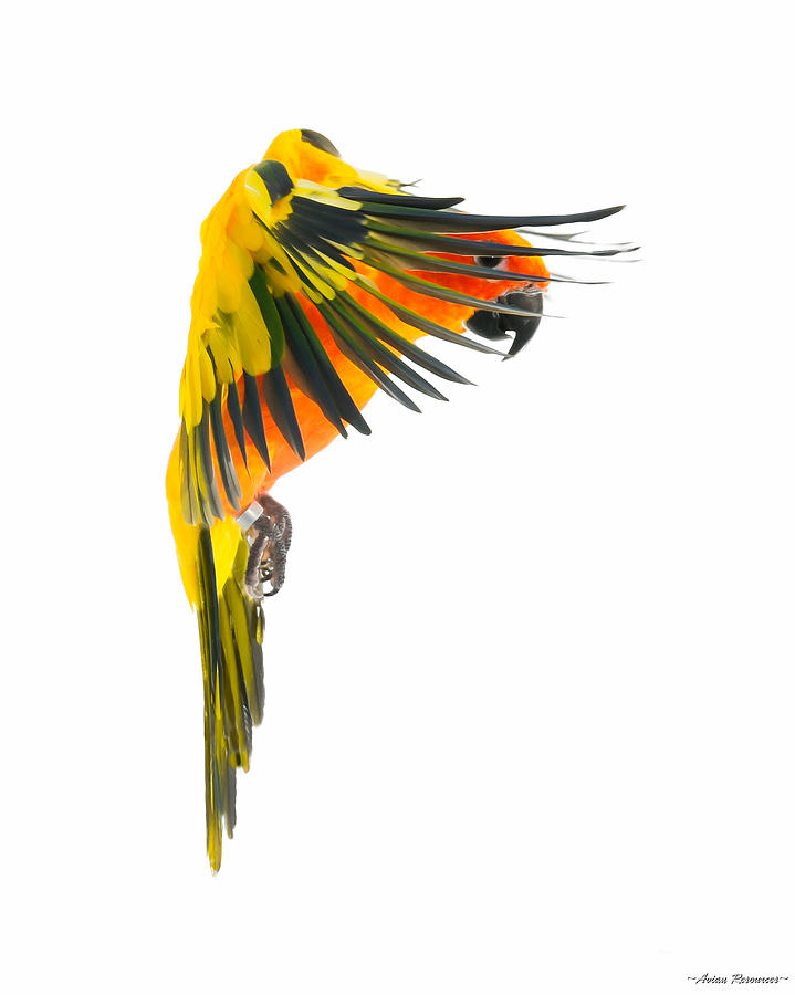 Sun Conure in Flight Photograph by Avian Resources