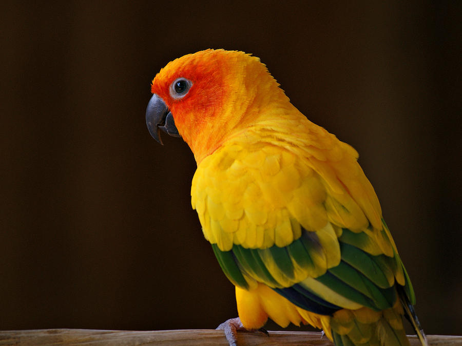 Parrot Photograph - Sun Conure Parrot by Sandy Keeton