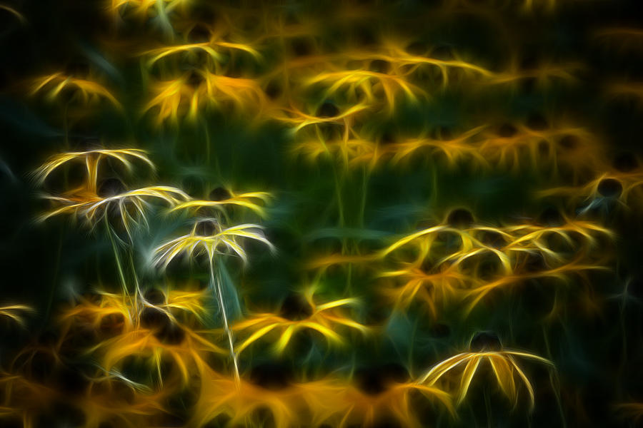 Flower Photograph - Sun Dancers by Timothy Bischoff