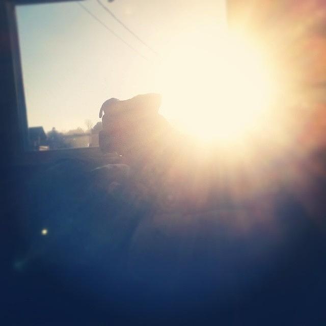 Apbt Photograph - Sun Dog. #apbt by Heather Rorvick