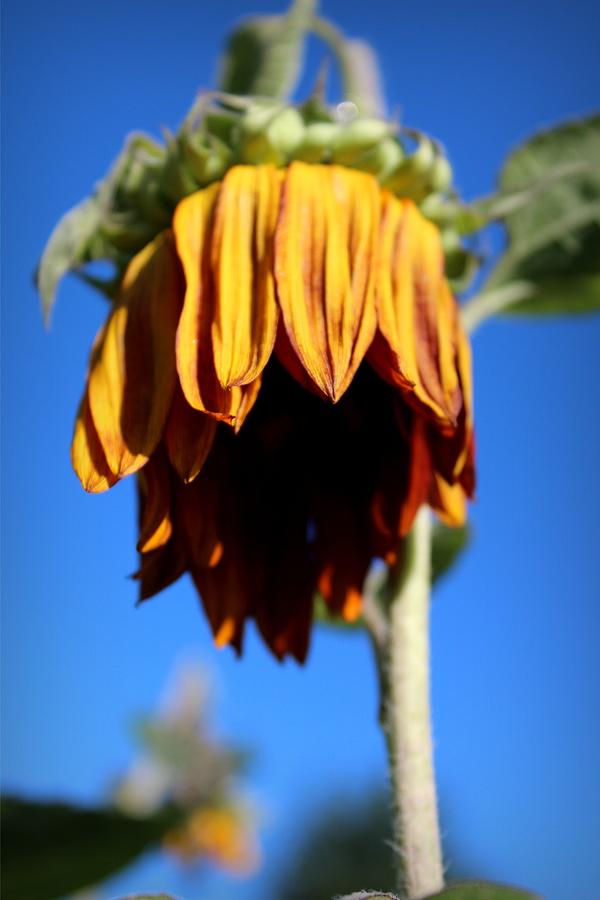 Sunflower Photograph - Sun Down by Elizabeth Sullivan