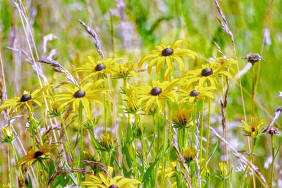 Sun Drenched Black Eyed Susans In A Cape Cod Meadow Photograph by Constantine Gregory