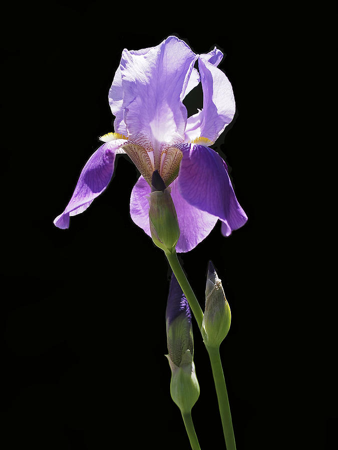 Iris Photograph - Sun-drenched Iris by Rona Black