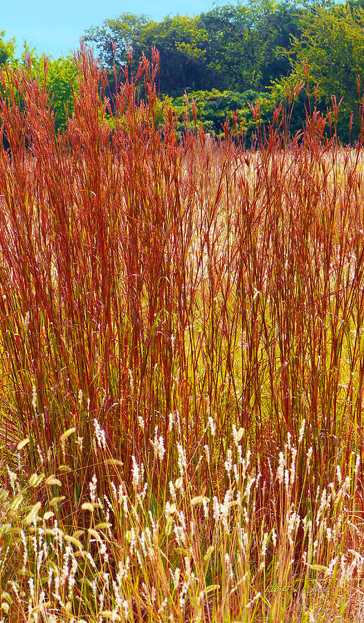 Sun Dried Big Bluestem Grass Photograph by Robert J Sadler
