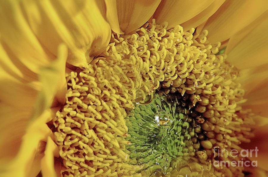 Sunflower Photograph - Sun Drop by Bret Hunter