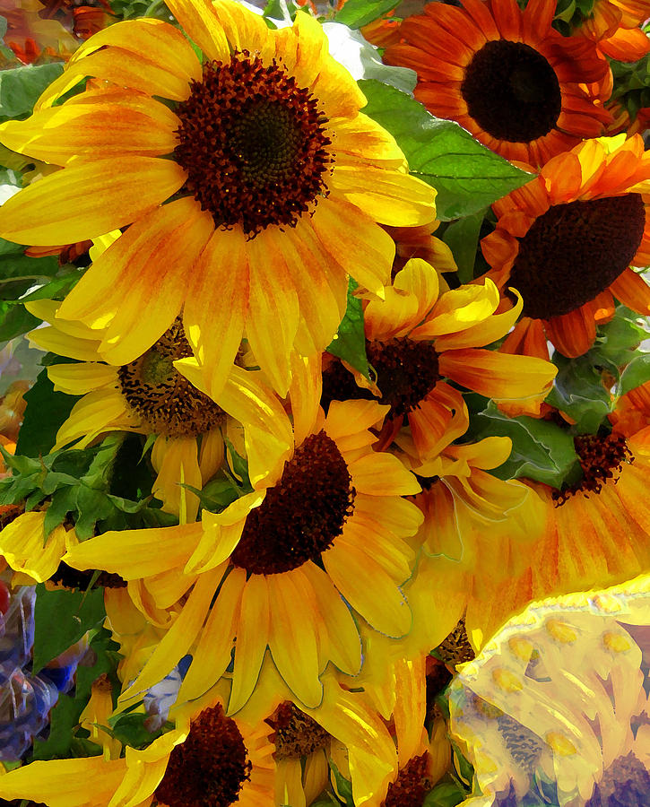 Sunflower Photograph - Sun Fall by Kathy Bassett