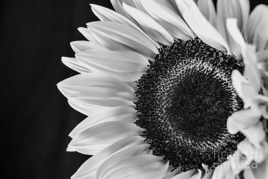 Sun Flower 1 B n W Photograph by David Haskett II