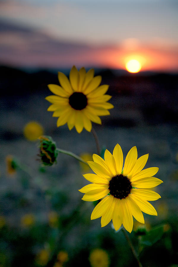Sun Flower 1 Photograph by Peter Tellone