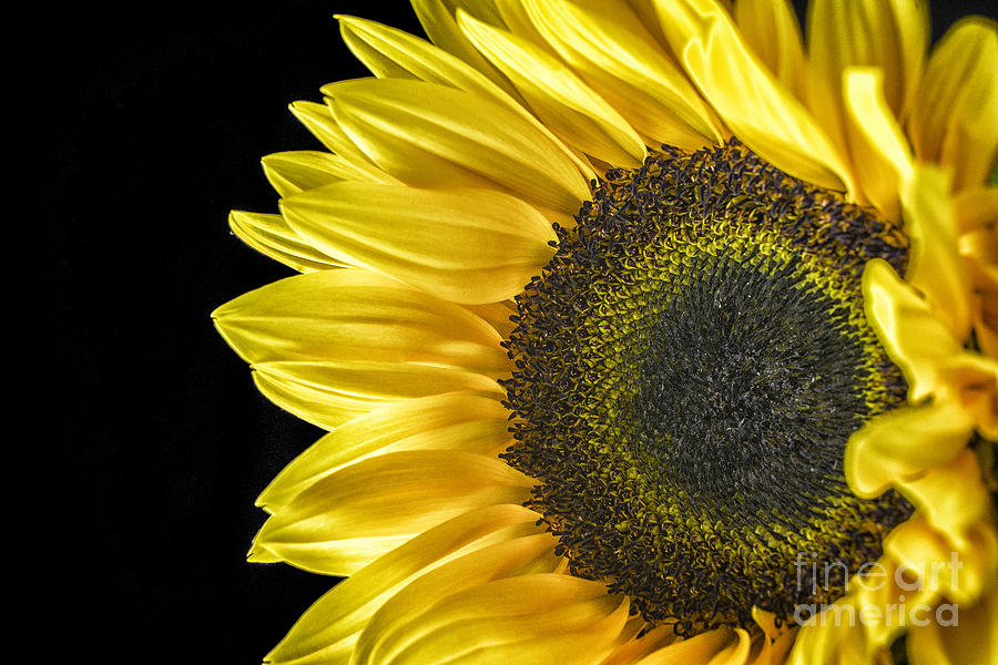 Sun Flower 2 Photograph by David Haskett II