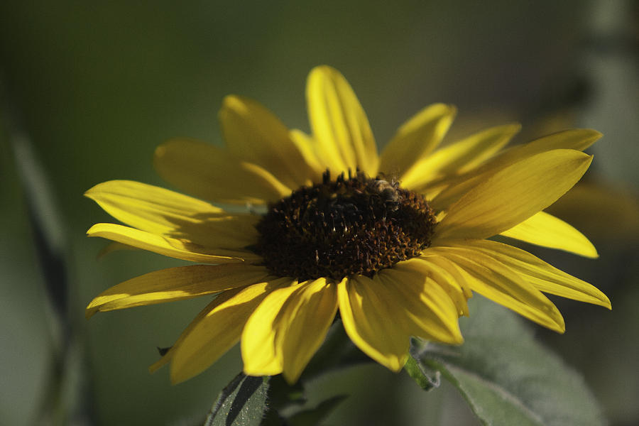 Yellow Photograph - Sun Flower 2 by Gilbert Artiaga
