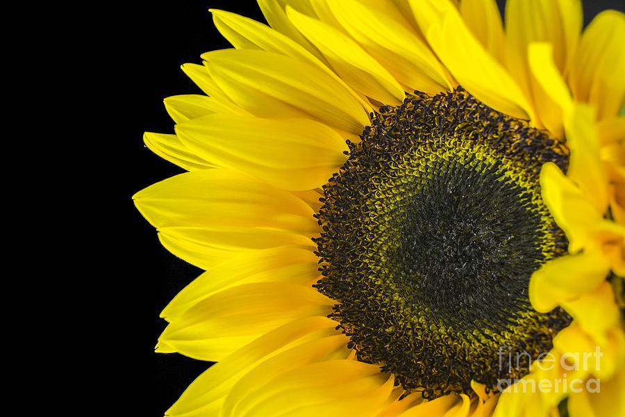 Sun Flower 3 Photograph by David Haskett II