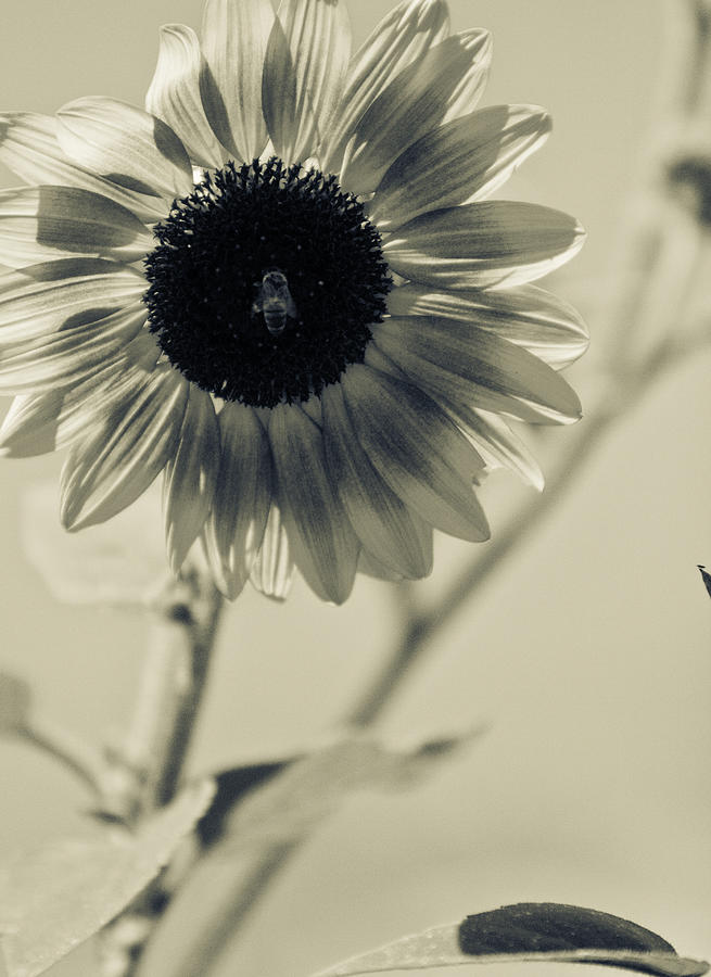 Black And White Photograph - White Sun Flower With Bee by Gilbert Artiaga
