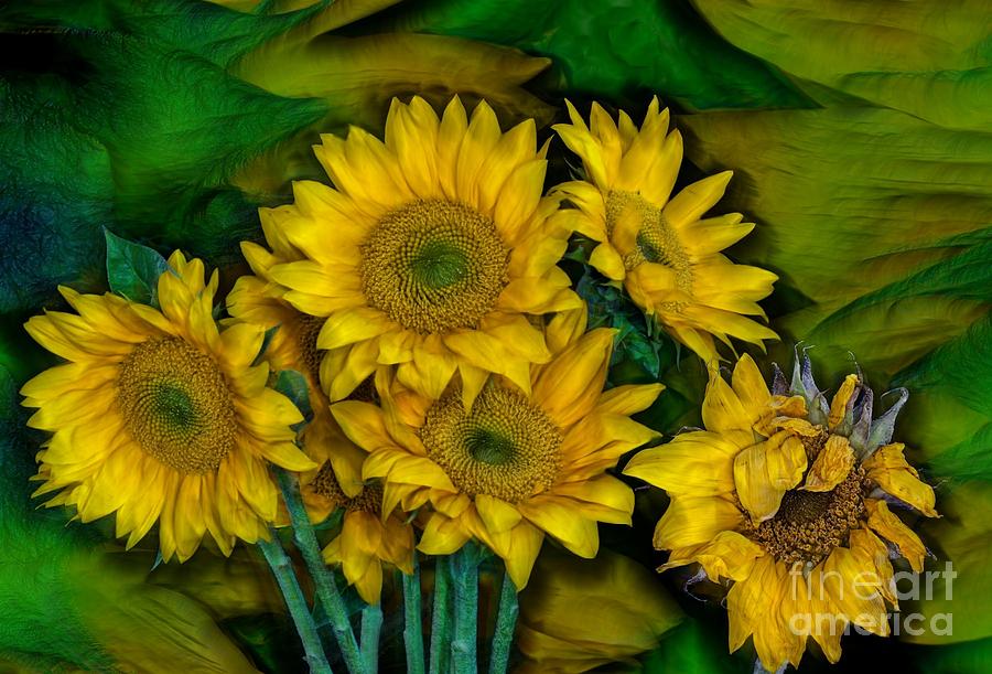 Sun Flower Beauties Photograph by Shirley Mangini