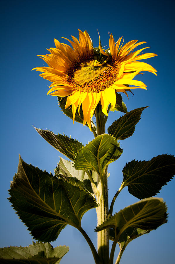 Sun Flower Blooming  Photograph by Connie Cooper-Edwards