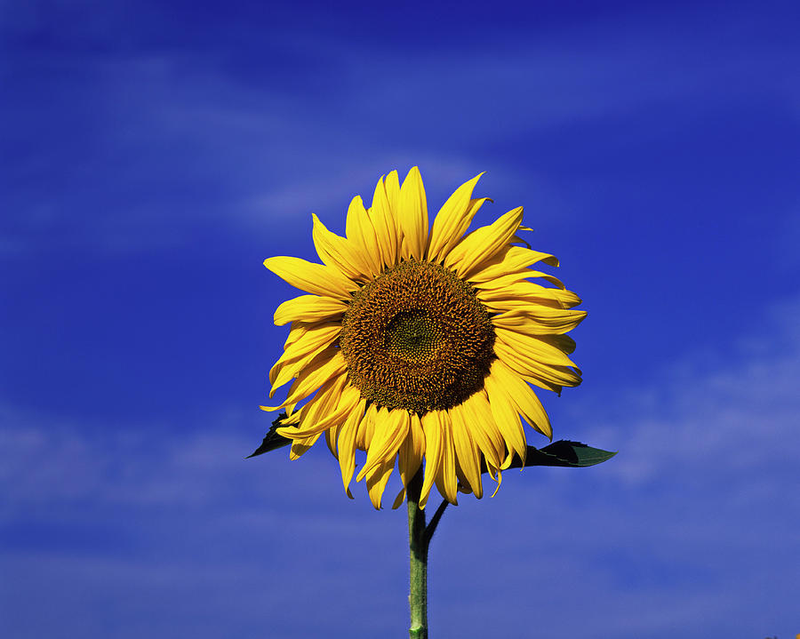 Sun Flower, Blue Sky Photograph by Hans-peter Merten
