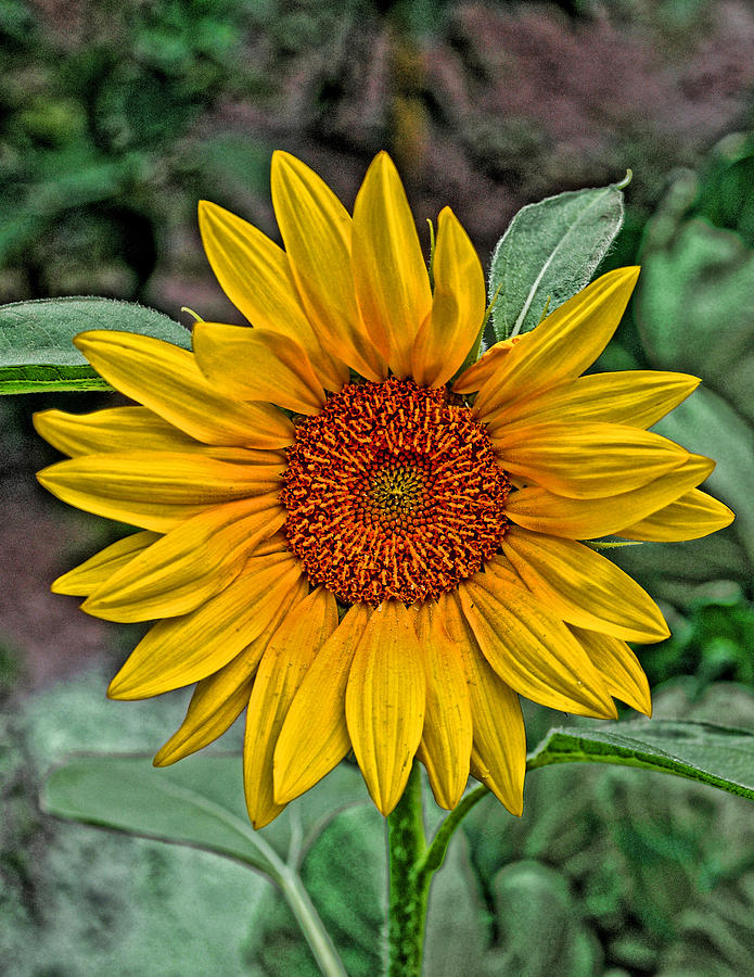 Sun Flower Photograph by David Armstrong