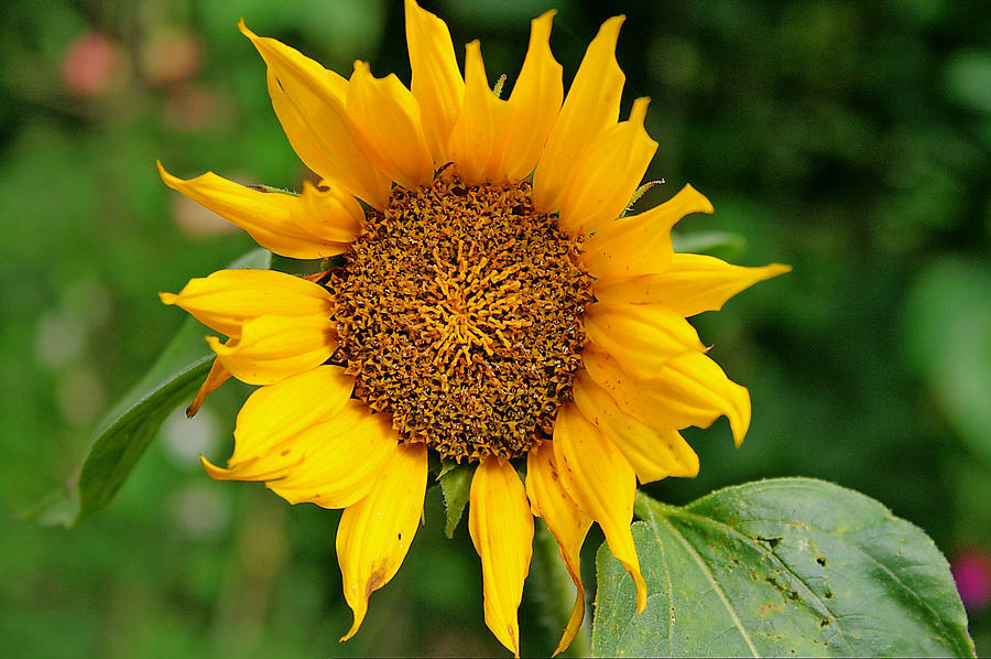 Sunflower Photograph - Sun Flower by David Valentyne