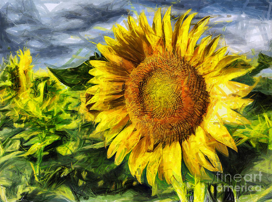 Sunflower Drawing - Sunflower drawing  by Daliana Pacuraru
