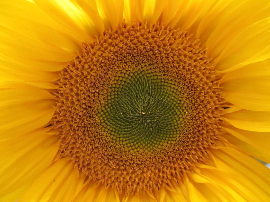 Sun Flower Dream - No Border by John Shiron Sun Flower Dream - No Border by John Shiron