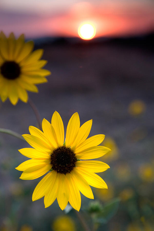 Sun Flower II Photograph by Peter Tellone