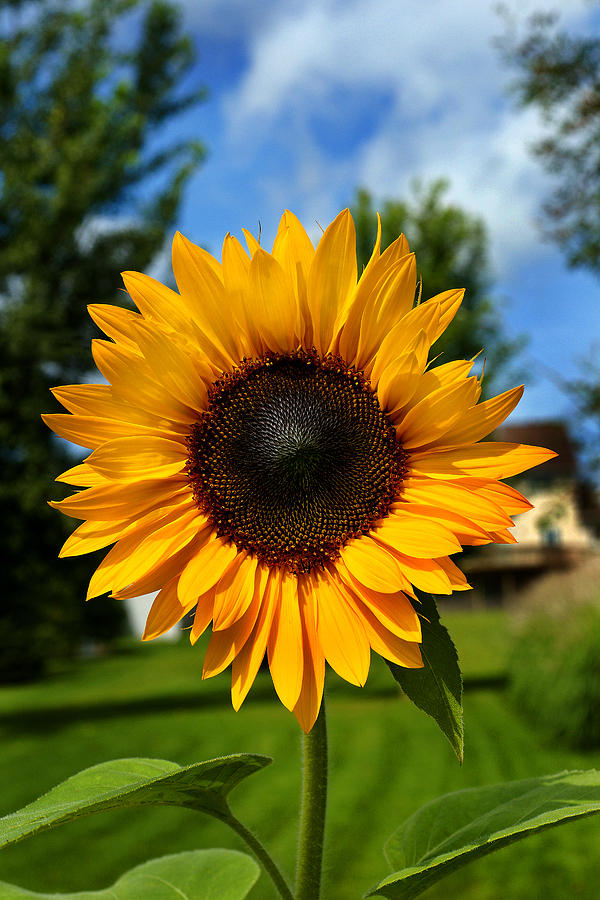 Sun Flower Photograph by Jamieson Brown