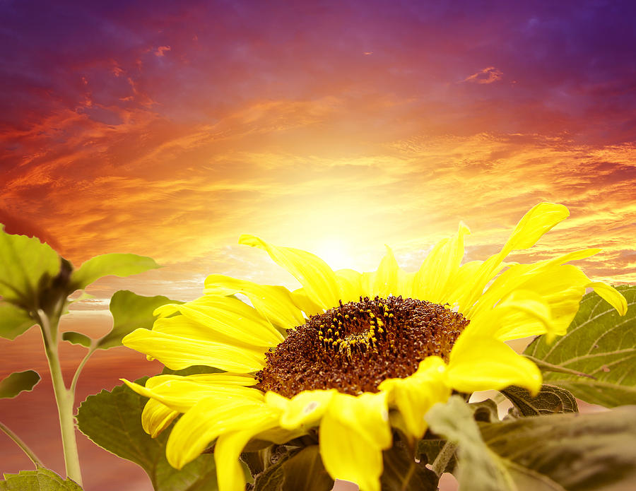 Daisy Photograph - Sun flower by Les Cunliffe