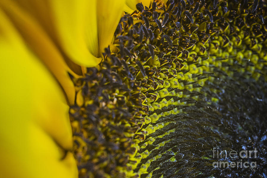 Sun Flower Macro 1 Photograph by David Haskett II