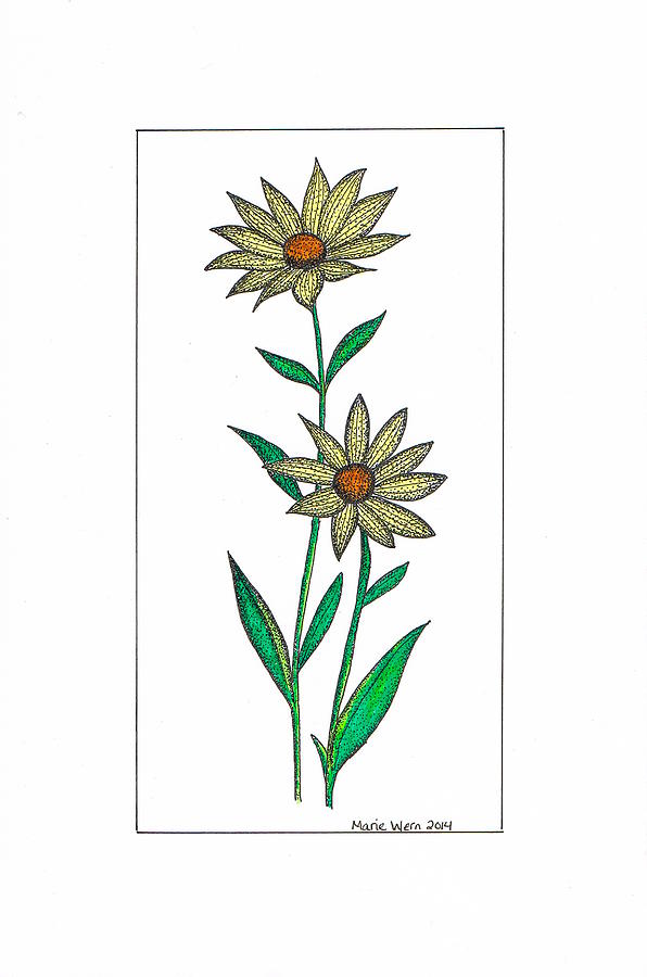 Sunflower Drawing - Sun Flower by Marie Wern