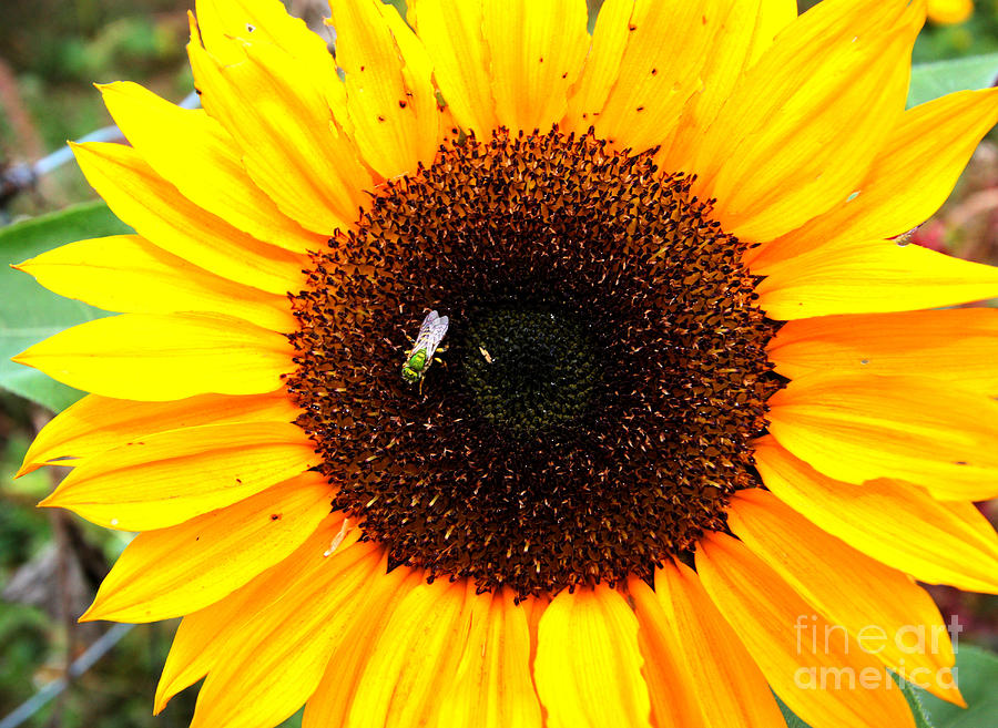 Flower Photograph - Sun Flower by Nick Gustafson