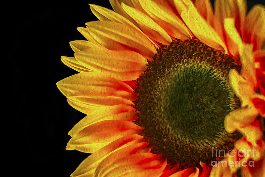 Sun Flower Oil Photograph