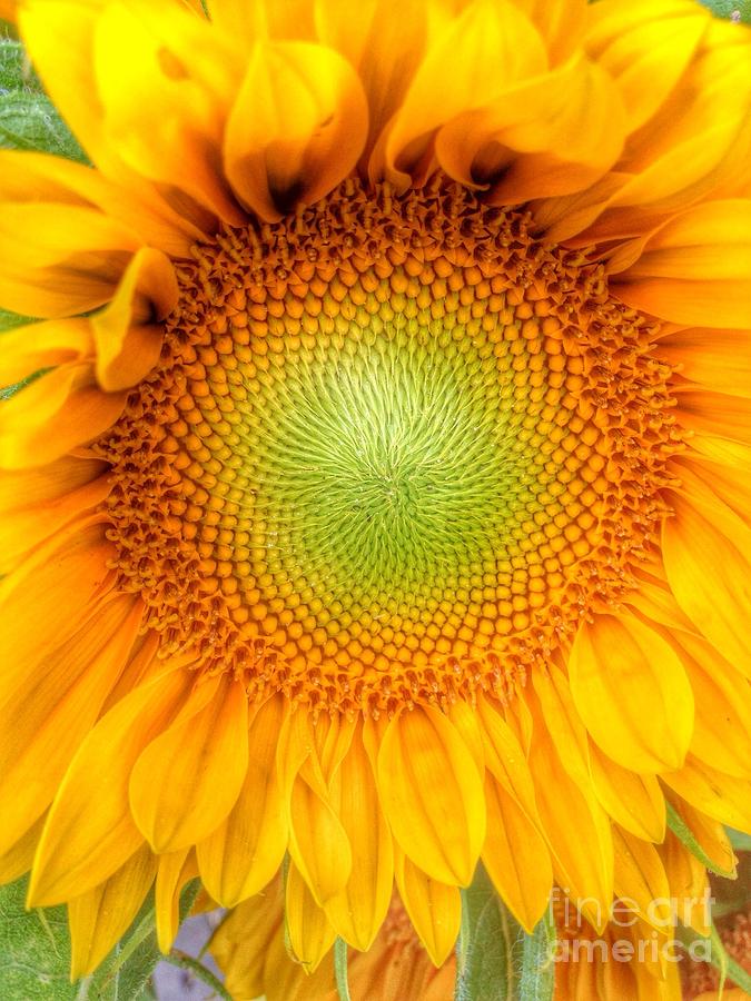 Sun Flower Power Photograph by Susan Garren