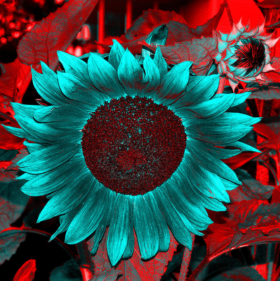 Sunflower Photograph - Sun Flower Reverse by Jamieson Brown
