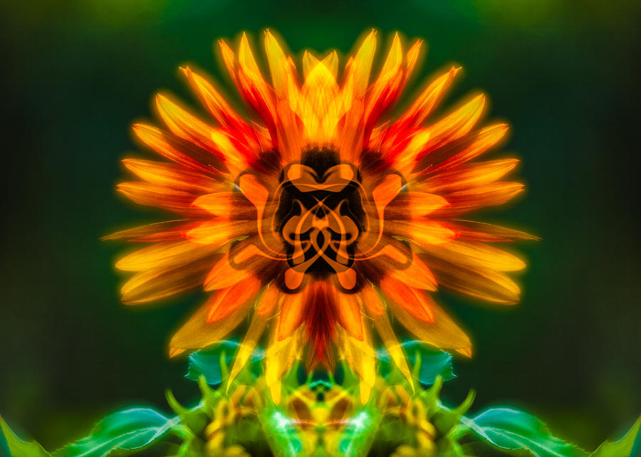 Sunflower Painting - Sun Flower Rising by Omaste Witkowski