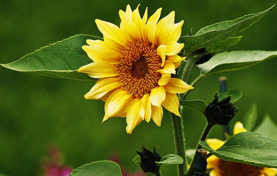 Sun Flower Shines Photograph by Al Fritz - Fine Art America