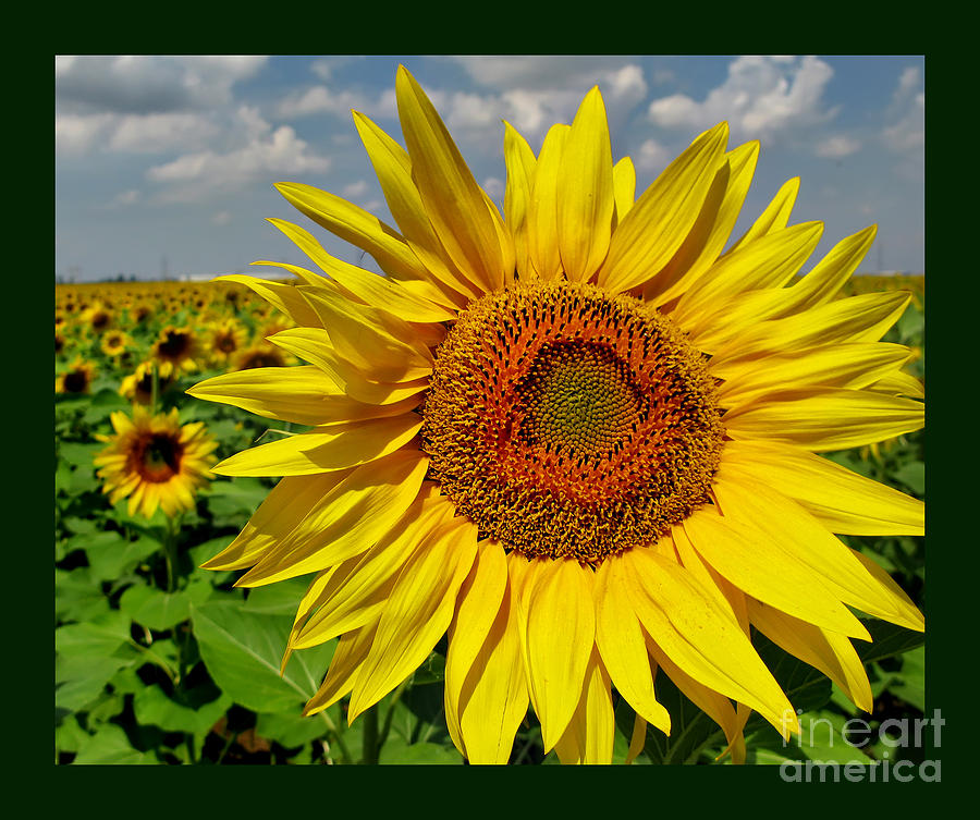 Sun Flower Story Photograph by Daliana Pacuraru
