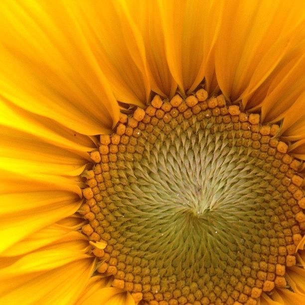 Summer Photograph - #sun #flower #sunflower #nofilter #home by Stewart Garnett