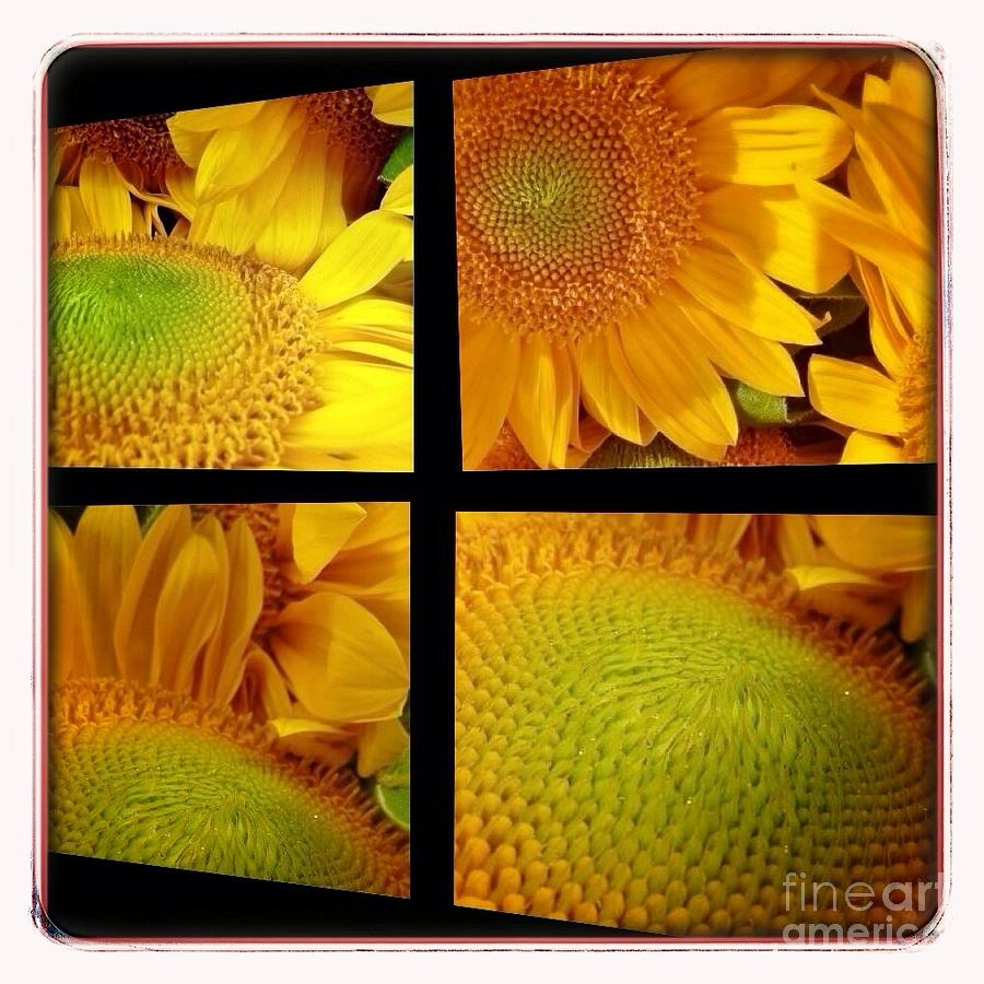 Sun Flower Window  Photograph by Susan Garren