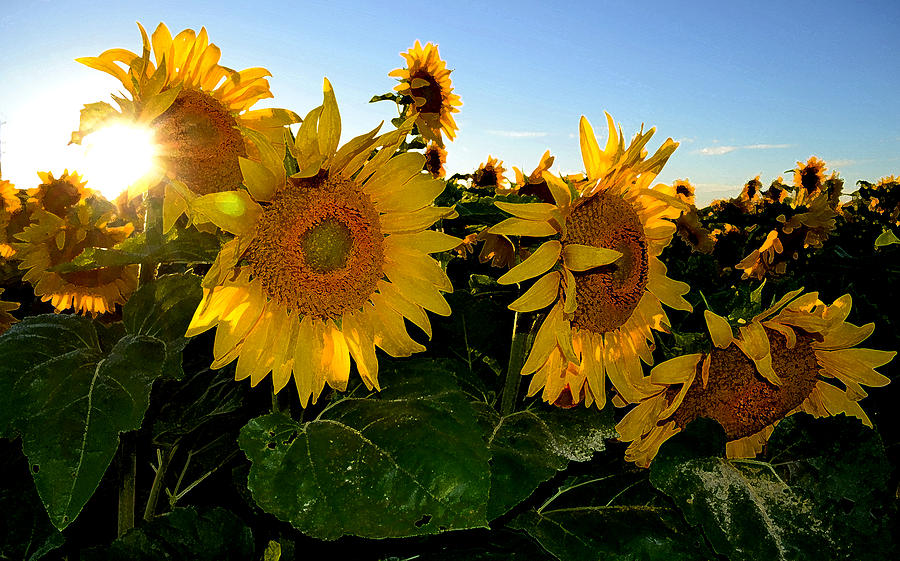 Sun Flowers and Pollen WCAE2  Photograph by Lyle Crump